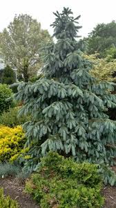 بذر کاج نوئل سبز آبی انگلمانی